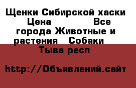 Щенки Сибирской хаски › Цена ­ 18 000 - Все города Животные и растения » Собаки   . Тыва респ.